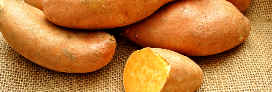 Tout savoir sur la patate douce